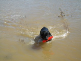 Rowdy loved the water.