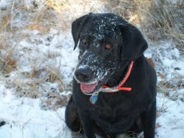 "Rowdy" loved the snow.